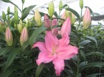 [HOMERUS CH 1820 121122.JPG]